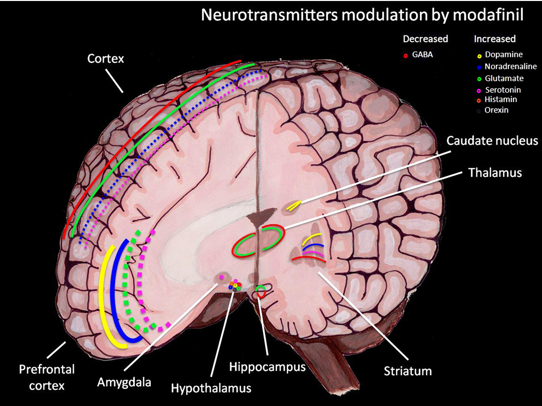 An anatomical diagram of the human brain illustrating how modafinil increases dopamine and decreases GABA levels.
